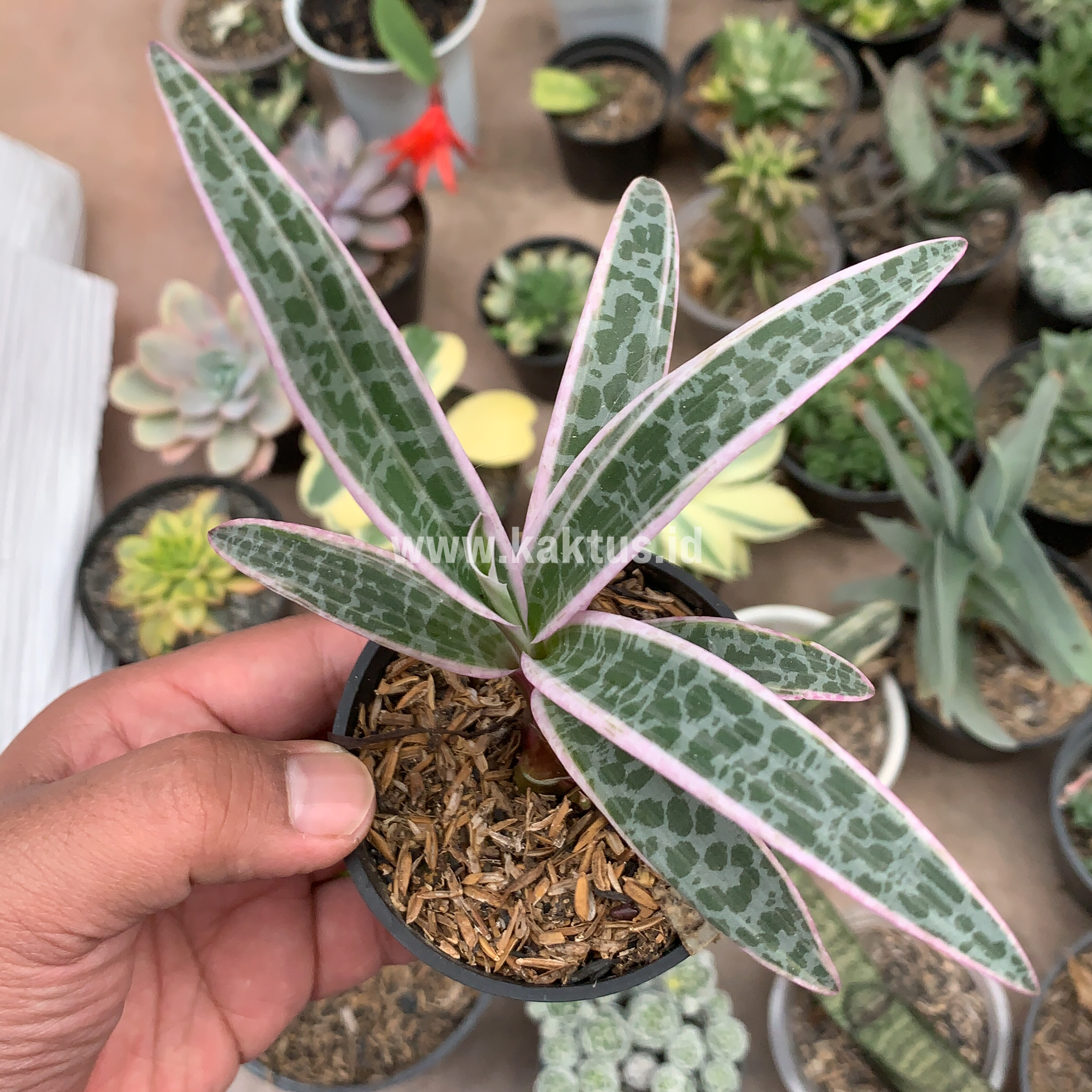 275. Ledebouria Socialis Pink Variegated - Image 9