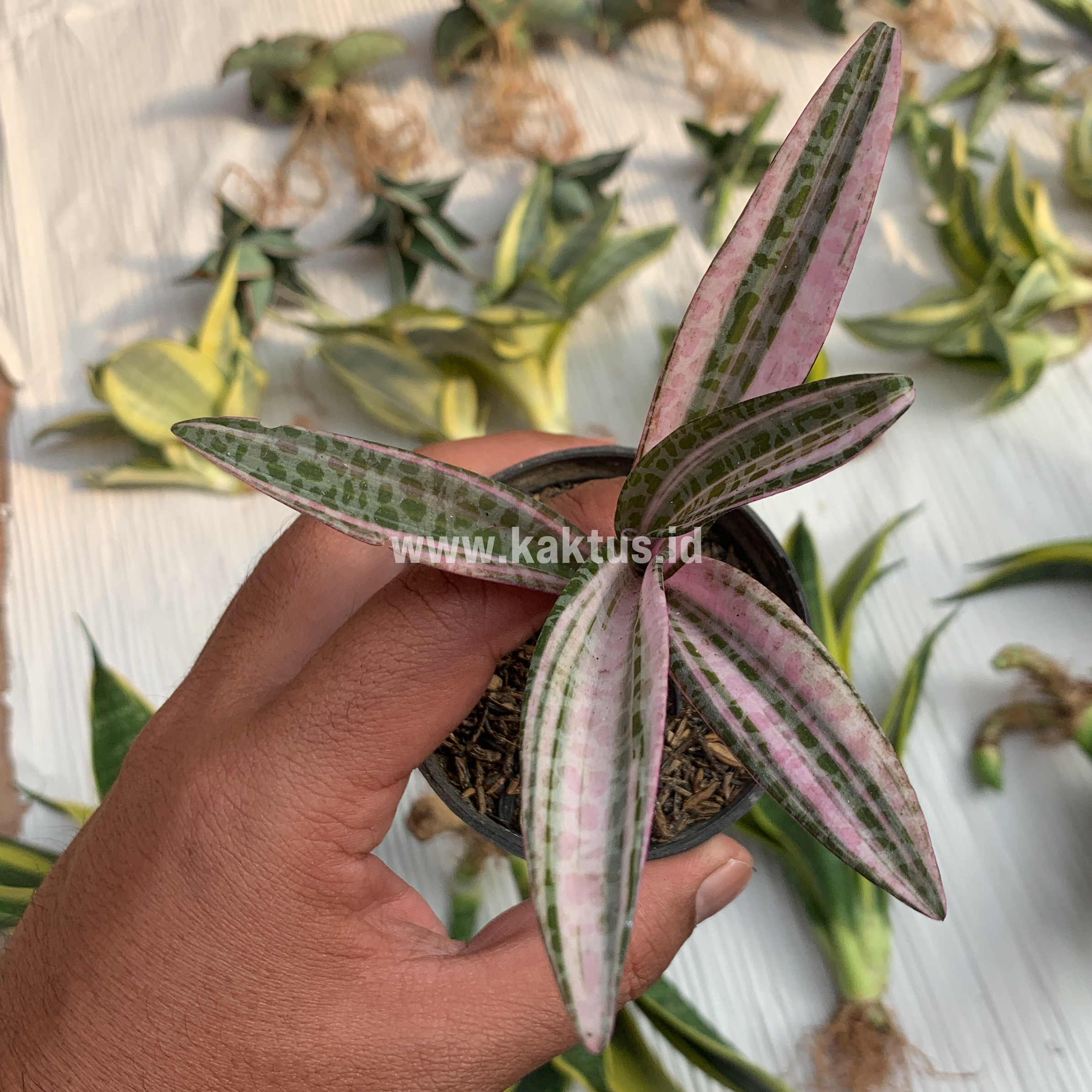 275. Ledebouria Socialis Pink Variegated - Image 4