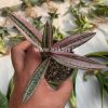 275. Ledebouria Socialis Pink Variegated