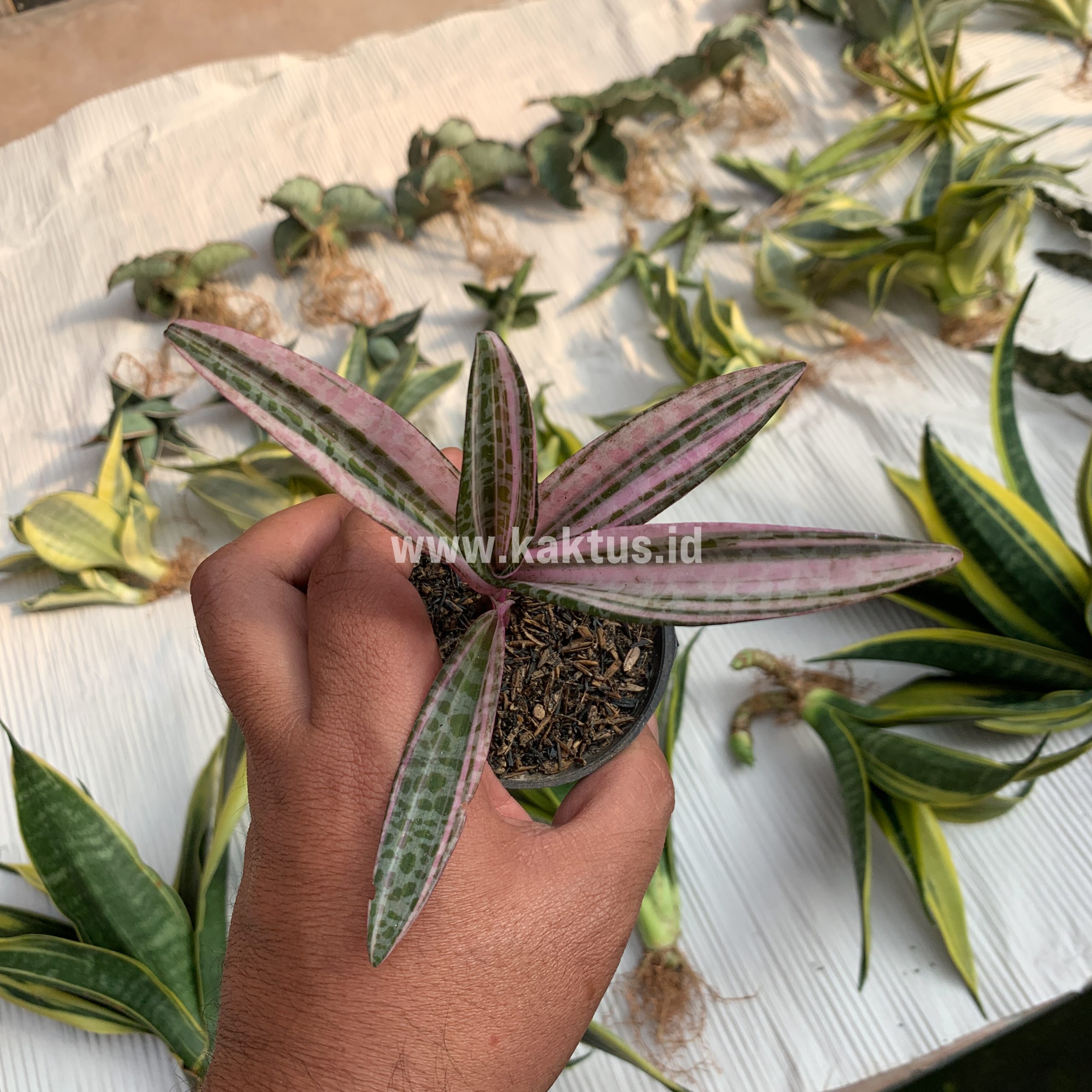 275. Ledebouria Socialis Pink Variegated - Image 6