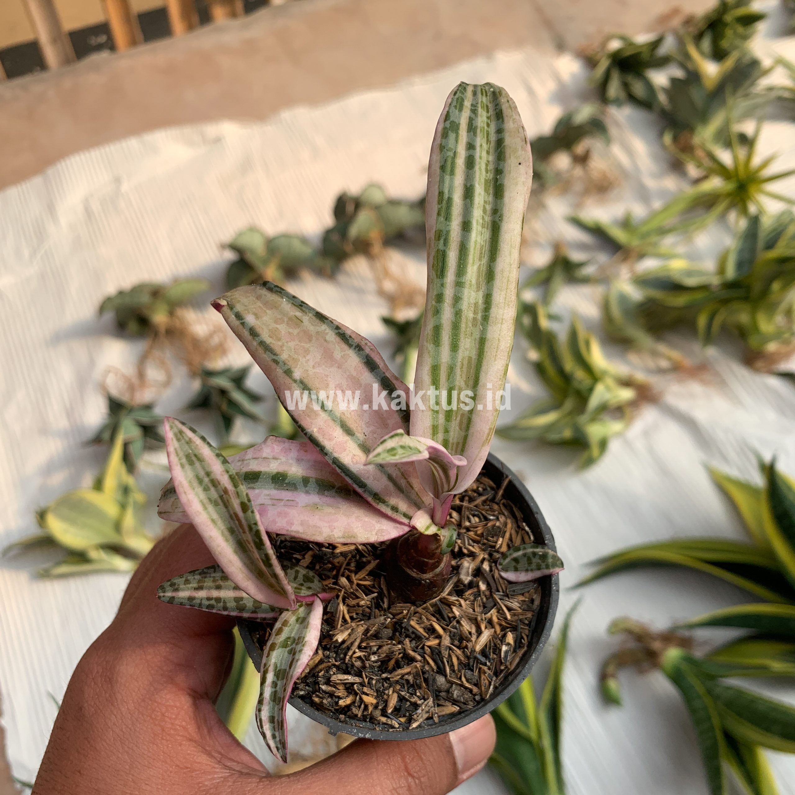 275. Ledebouria Socialis Pink Variegated - Image 7