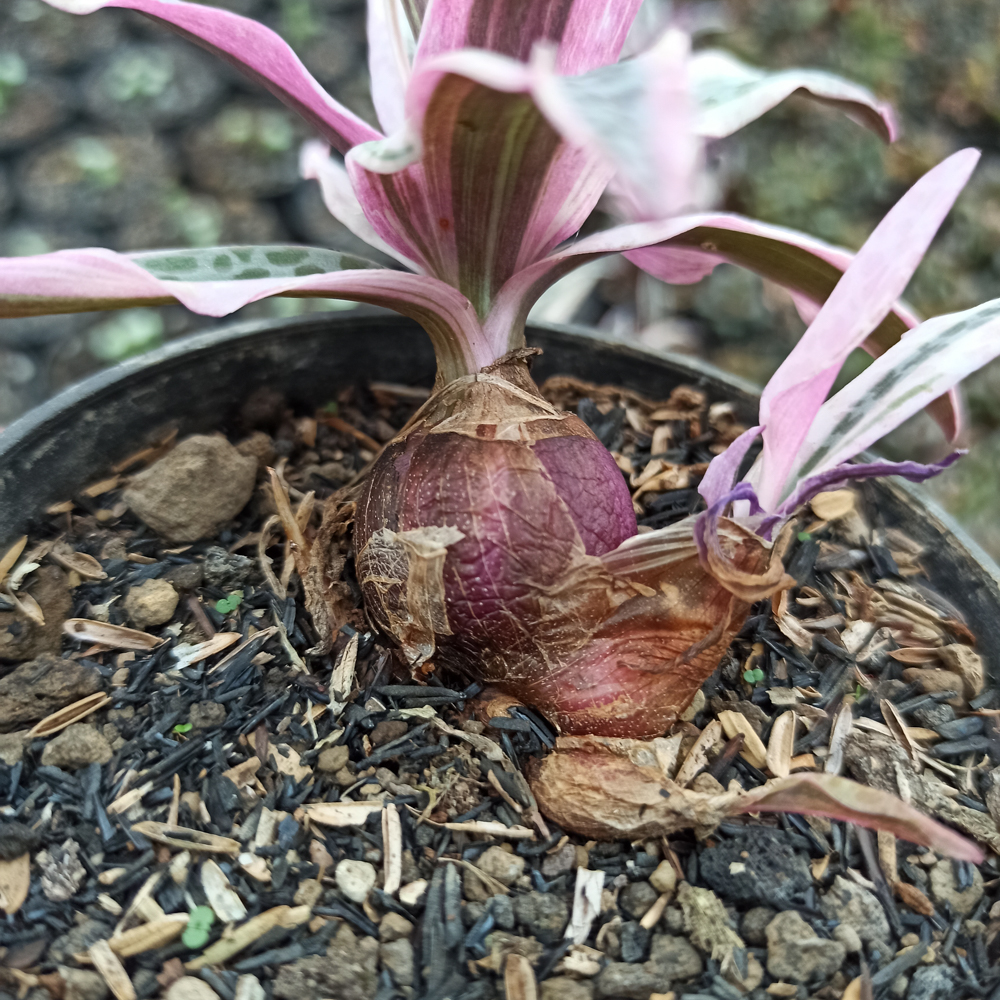 275. Ledebouria Socialis Pink Variegated - Image 3
