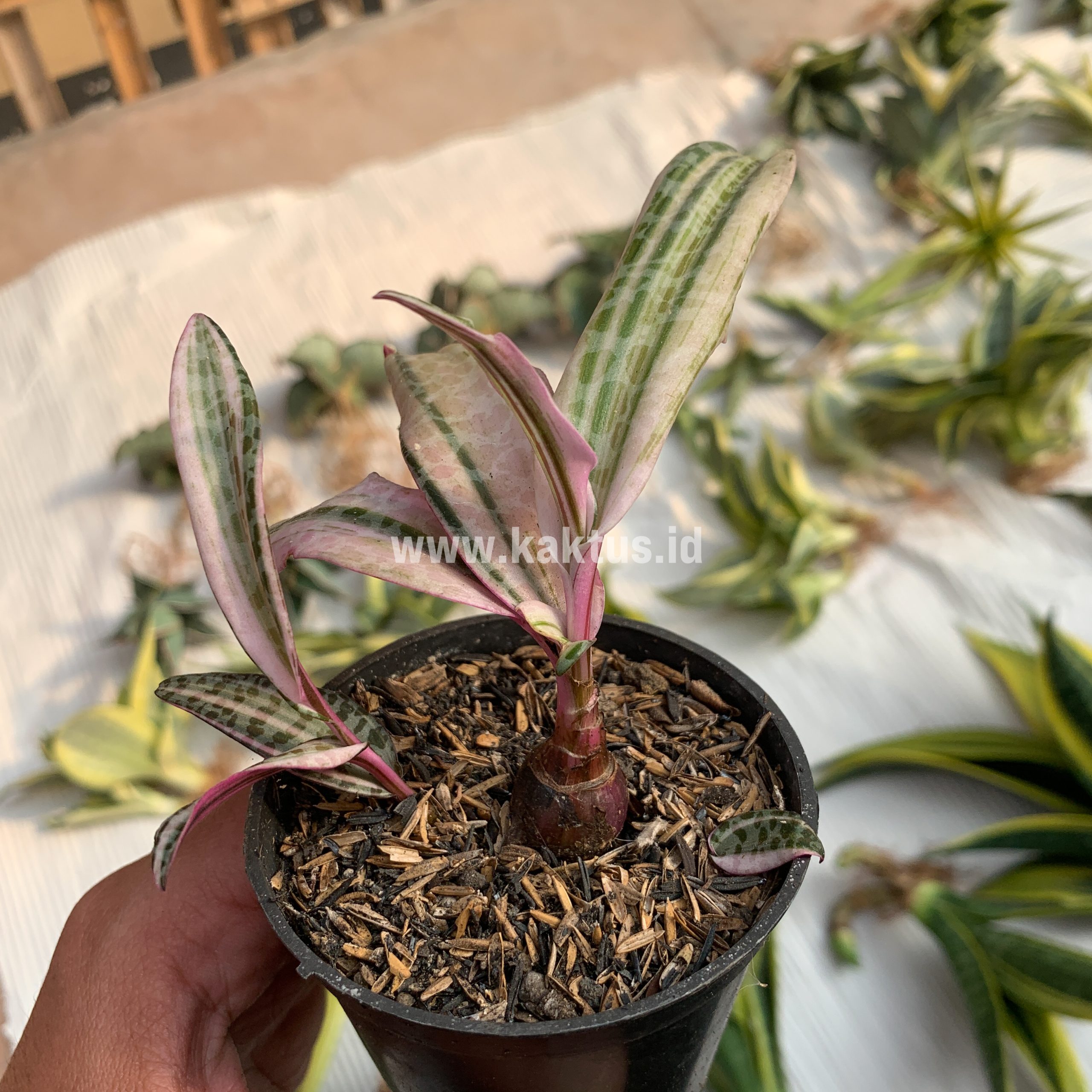 275. Ledebouria Socialis Pink Variegated - Image 8