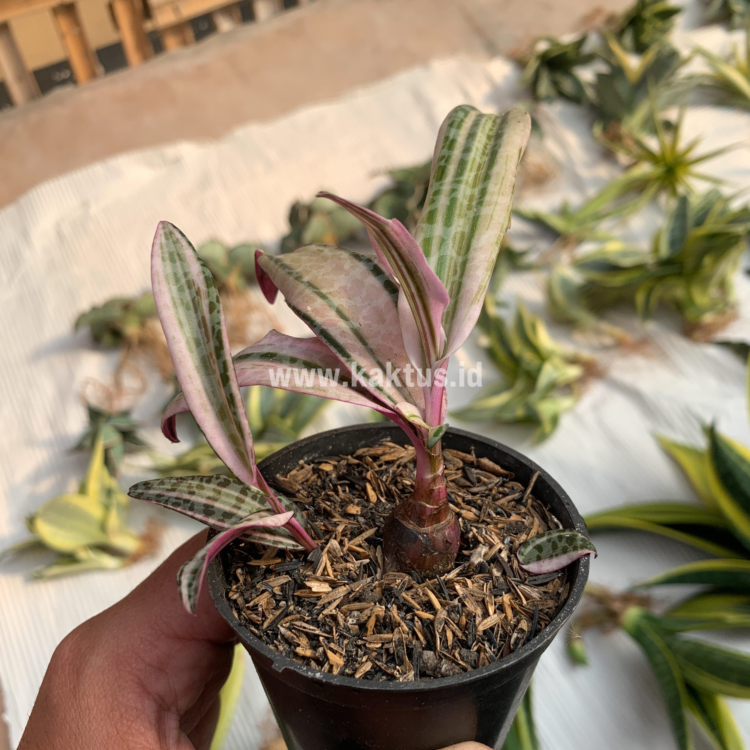 275. Ledebouria Socialis Pink Variegated - Image 2