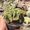 277. Austrocylindropuntia Subulata Cristata / Kaktus Babat
