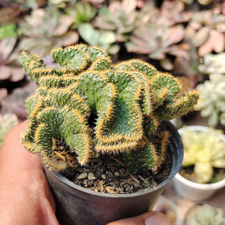 277. Austrocylindropuntia Subulata Cristata / Kaktus Babat