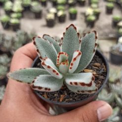 Alternative view of 278. Kalanchoe Tomentosa