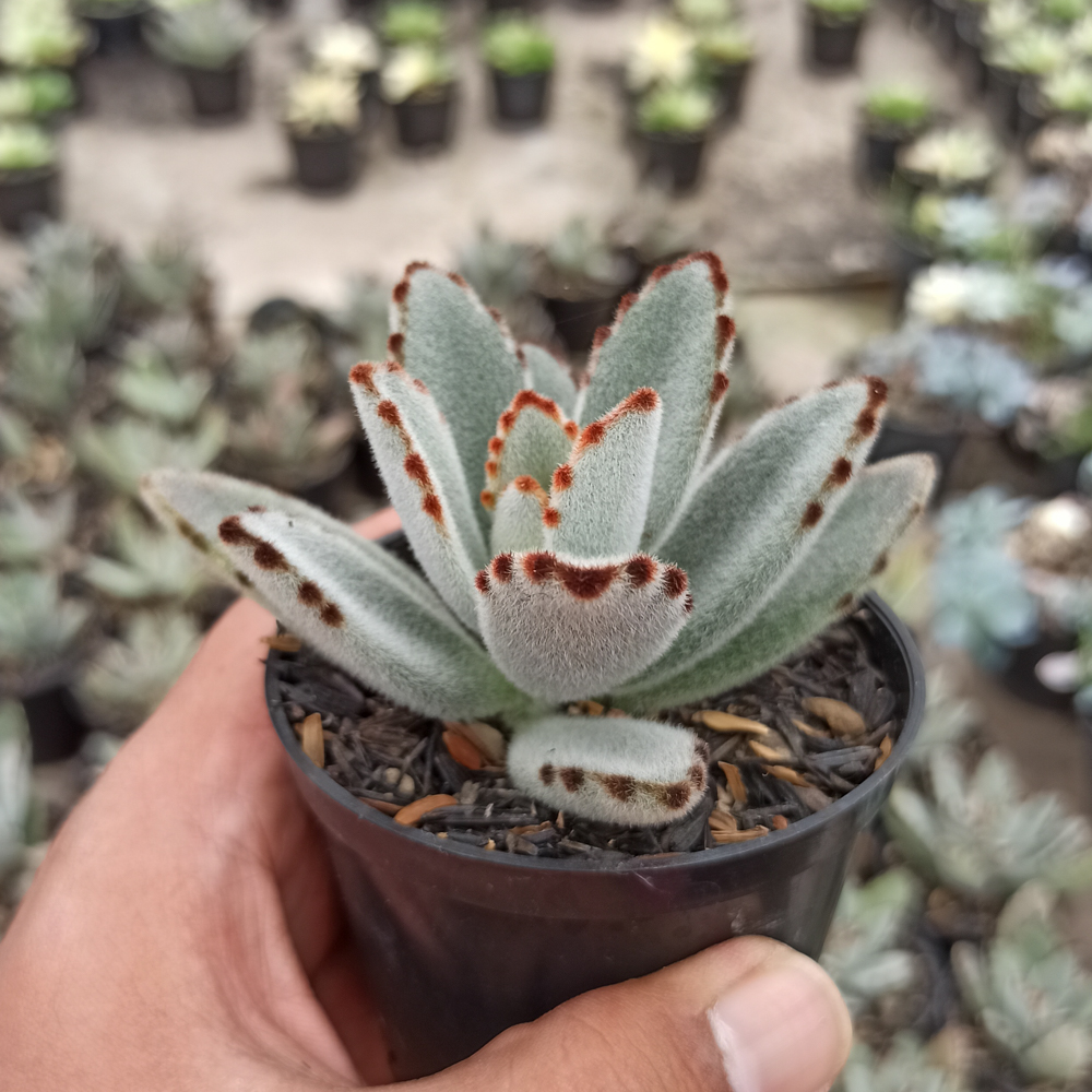 278. Kalanchoe Tomentosa - Image 4