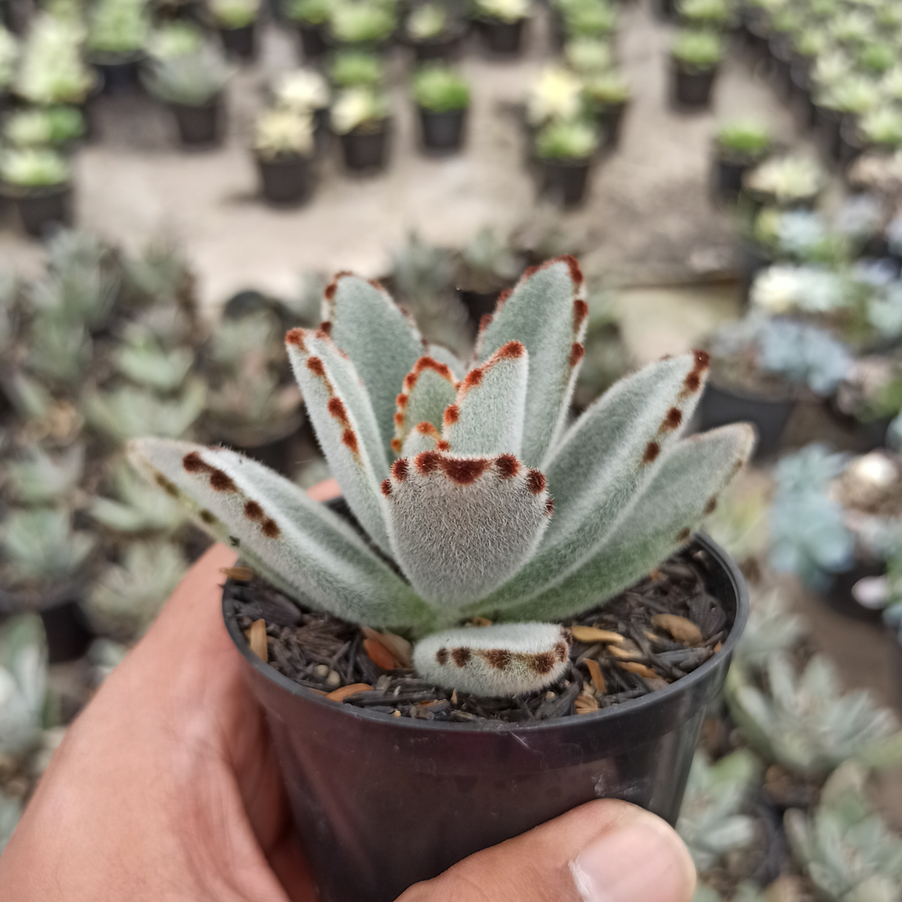 278. Kalanchoe Tomentosa - Image 5