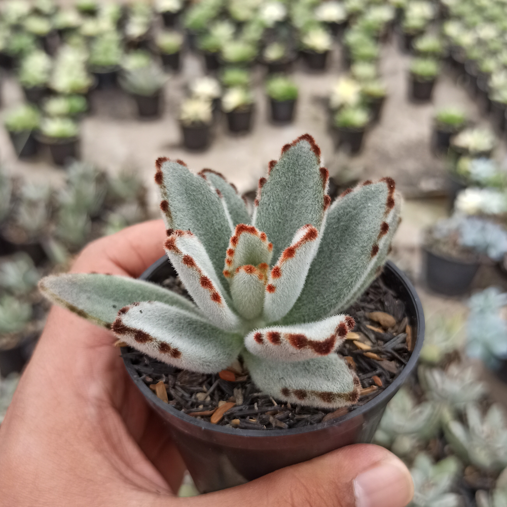 278. Kalanchoe Tomentosa - Image 6