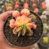 280. Gymnocalycium Mihanovichii - Rainbow / Tricolor