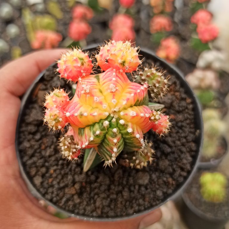 280. Gymnocalycium Mihanovichii - Rainbow / Tricolor