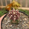 281. Gymnocalycium Mihanovichii - Purple