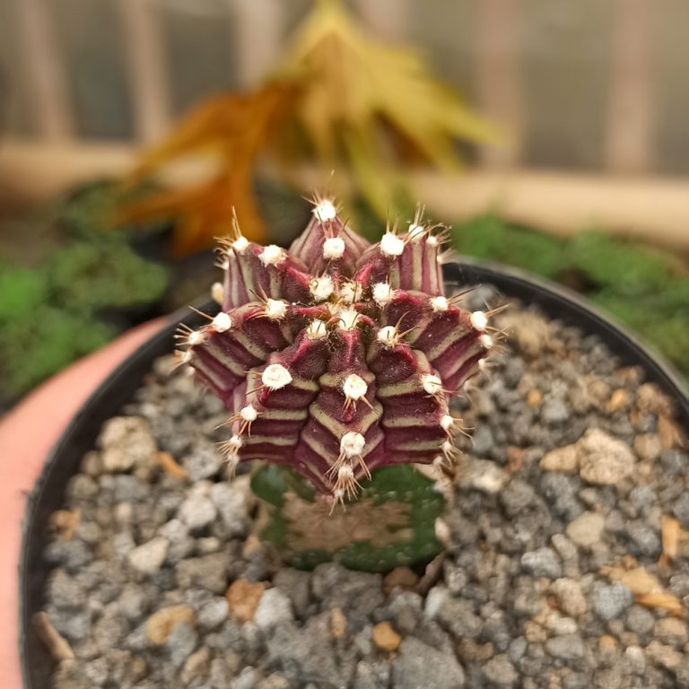 281. Gymnocalycium Mihanovichii - Purple