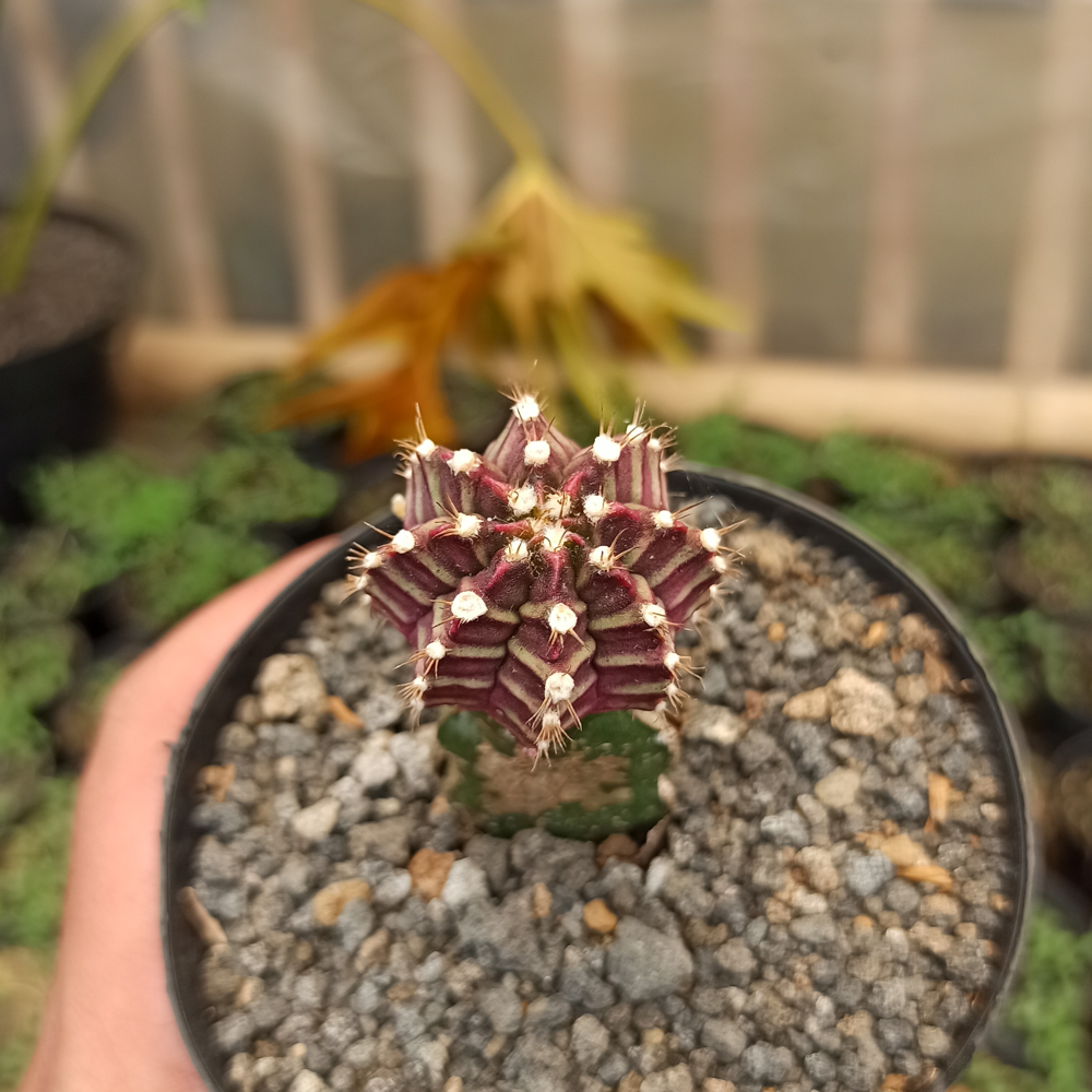281. Gymnocalycium Mihanovichii - Purple - Image 2