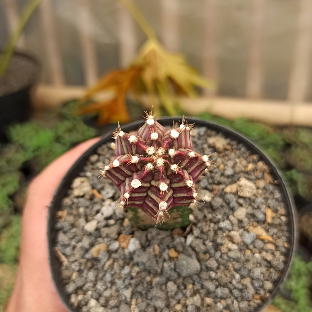 281. Gymnocalycium Mihanovichii - Purple - Image 3