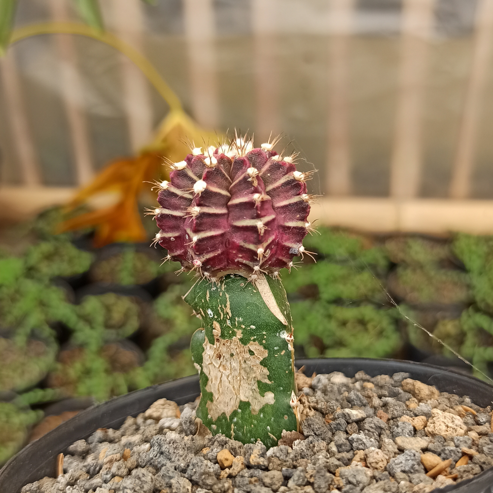 281. Gymnocalycium Mihanovichii - Purple - Image 4