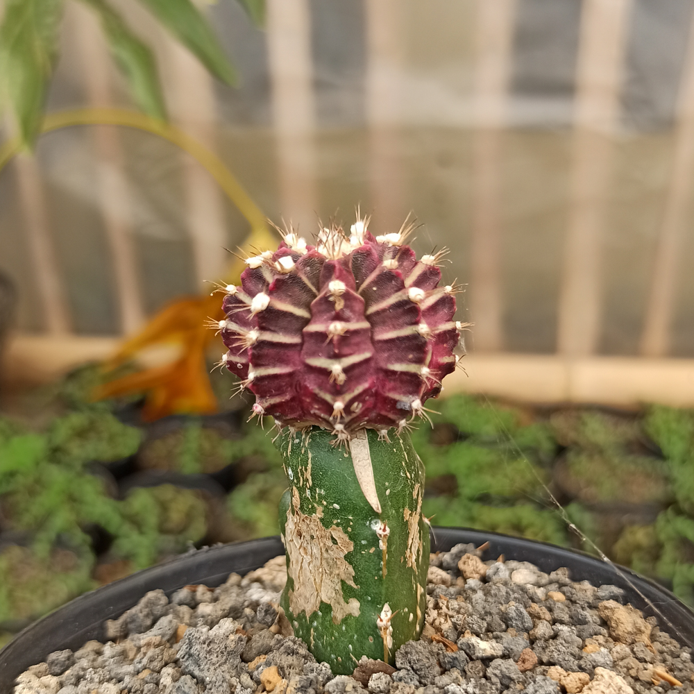 281. Gymnocalycium Mihanovichii - Purple - Image 5