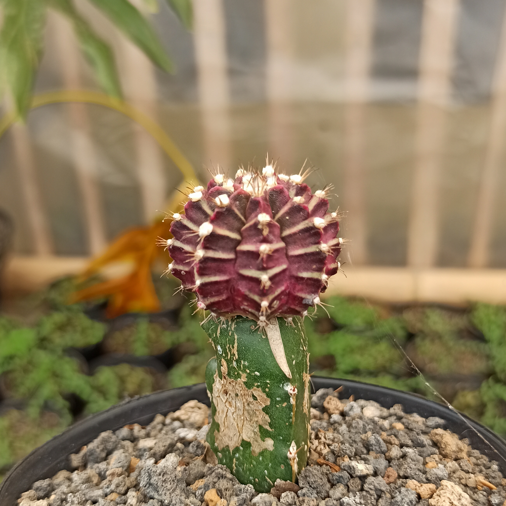 281. Gymnocalycium Mihanovichii - Purple - Image 6