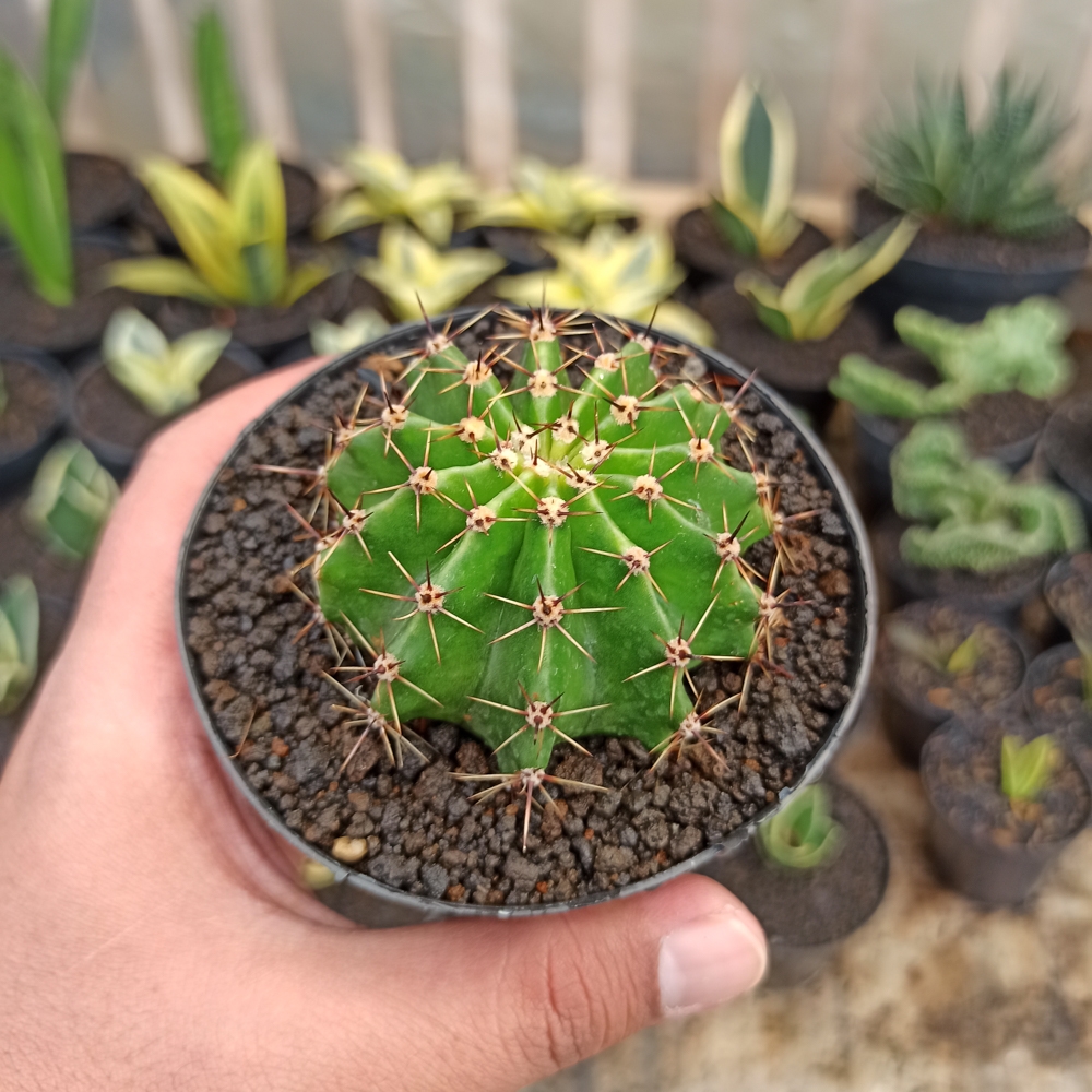 282. Echinocactus Eyriesii - Image 7