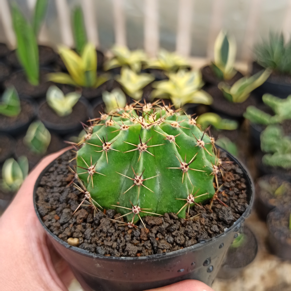 282. Echinocactus Eyriesii - Image 6