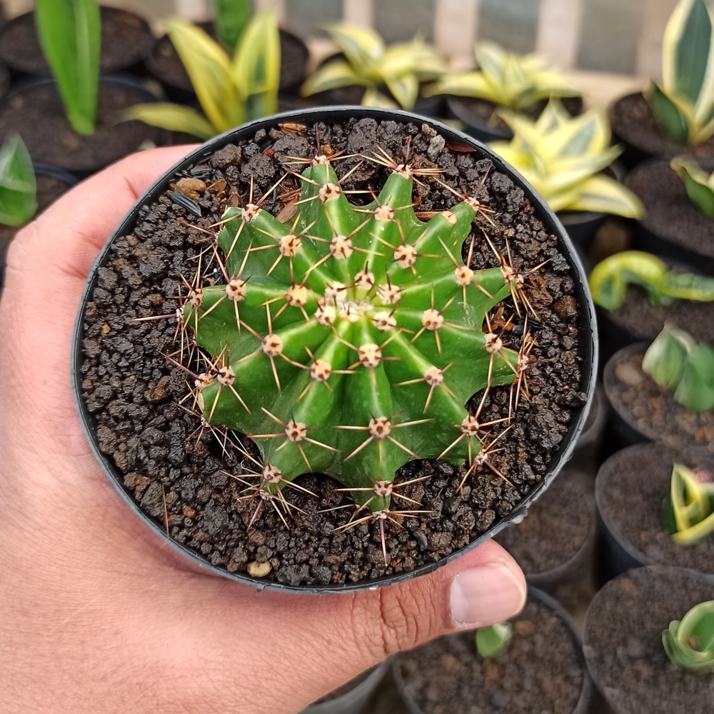 282. Echinocactus Eyriesii - Image 4