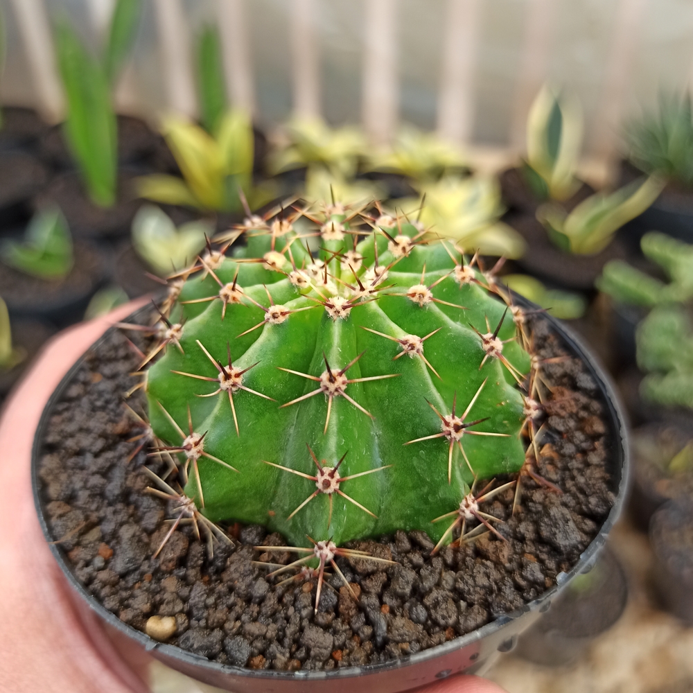 282. Echinocactus Eyriesii - Image 2