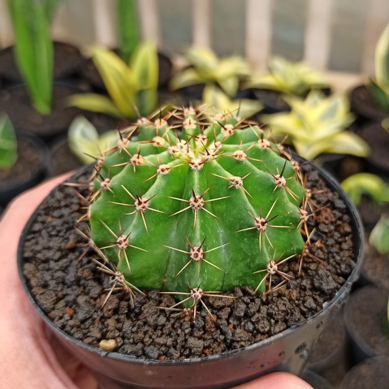282. Echinocactus Eyriesii