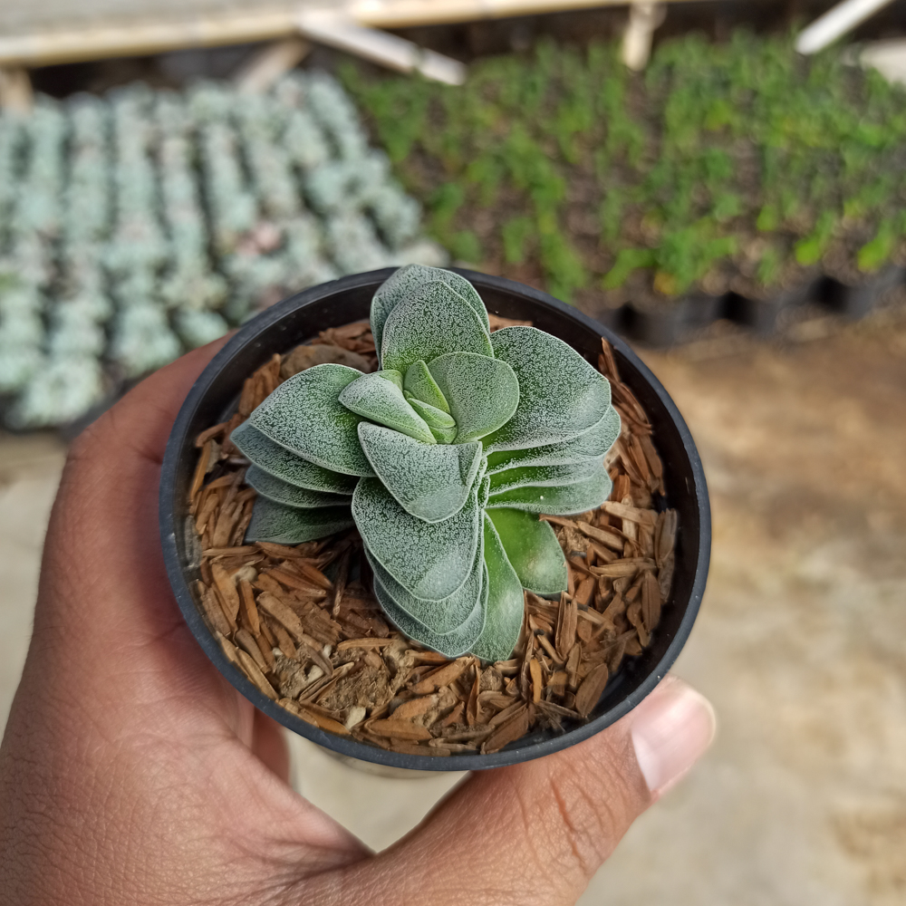 1535. Crassula Morgans Beauty - Image 6