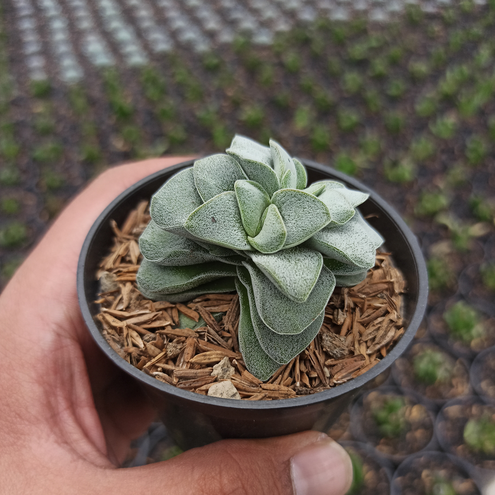 1535. Crassula Morgans Beauty - Image 4