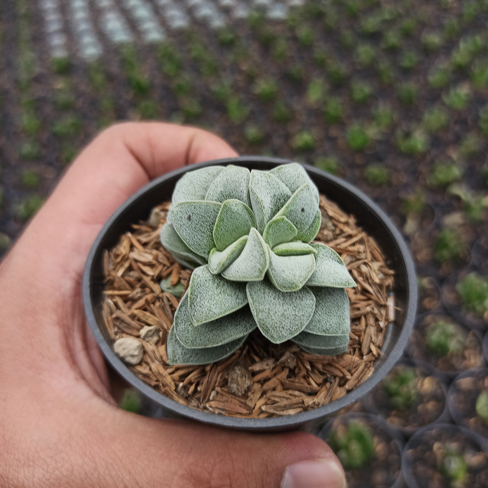 1535. Crassula Morgans Beauty - Image 3