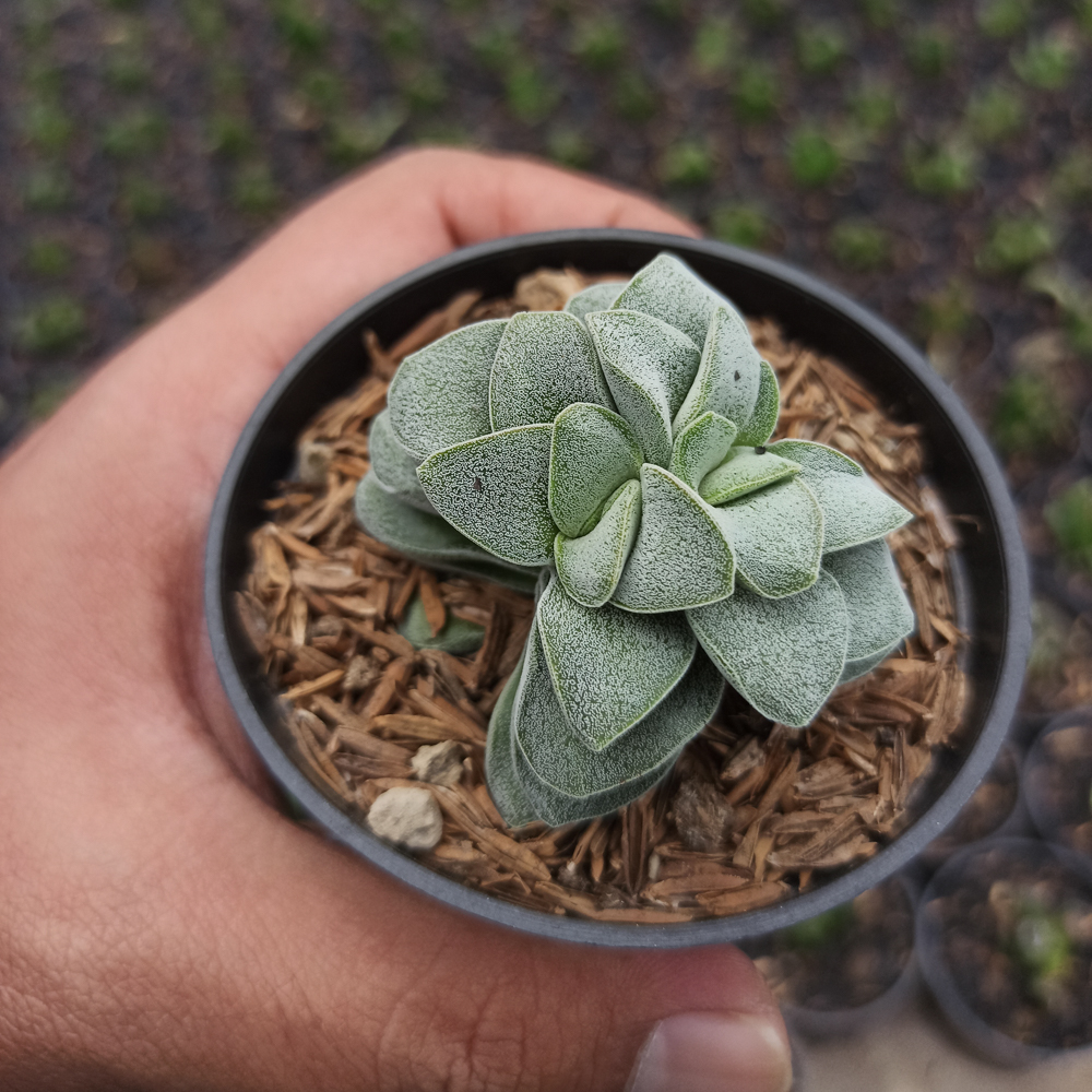 1535. Crassula Morgans Beauty - Image 2