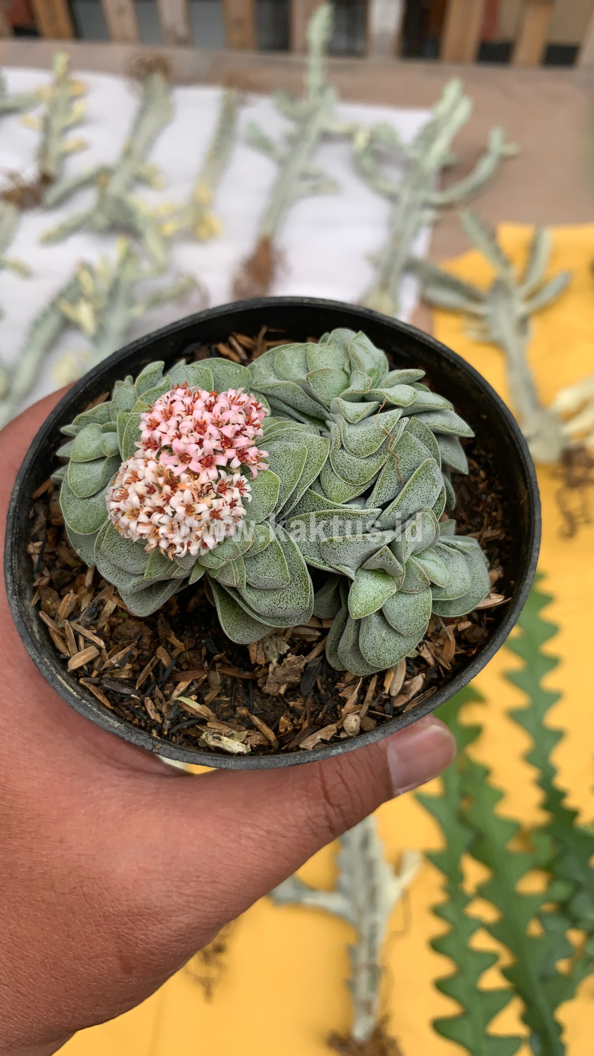 283. Crassula Morgans Beauty Cluster - Image 12