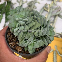 Alternative view of 283. Crassula Morgans Beauty Cluster