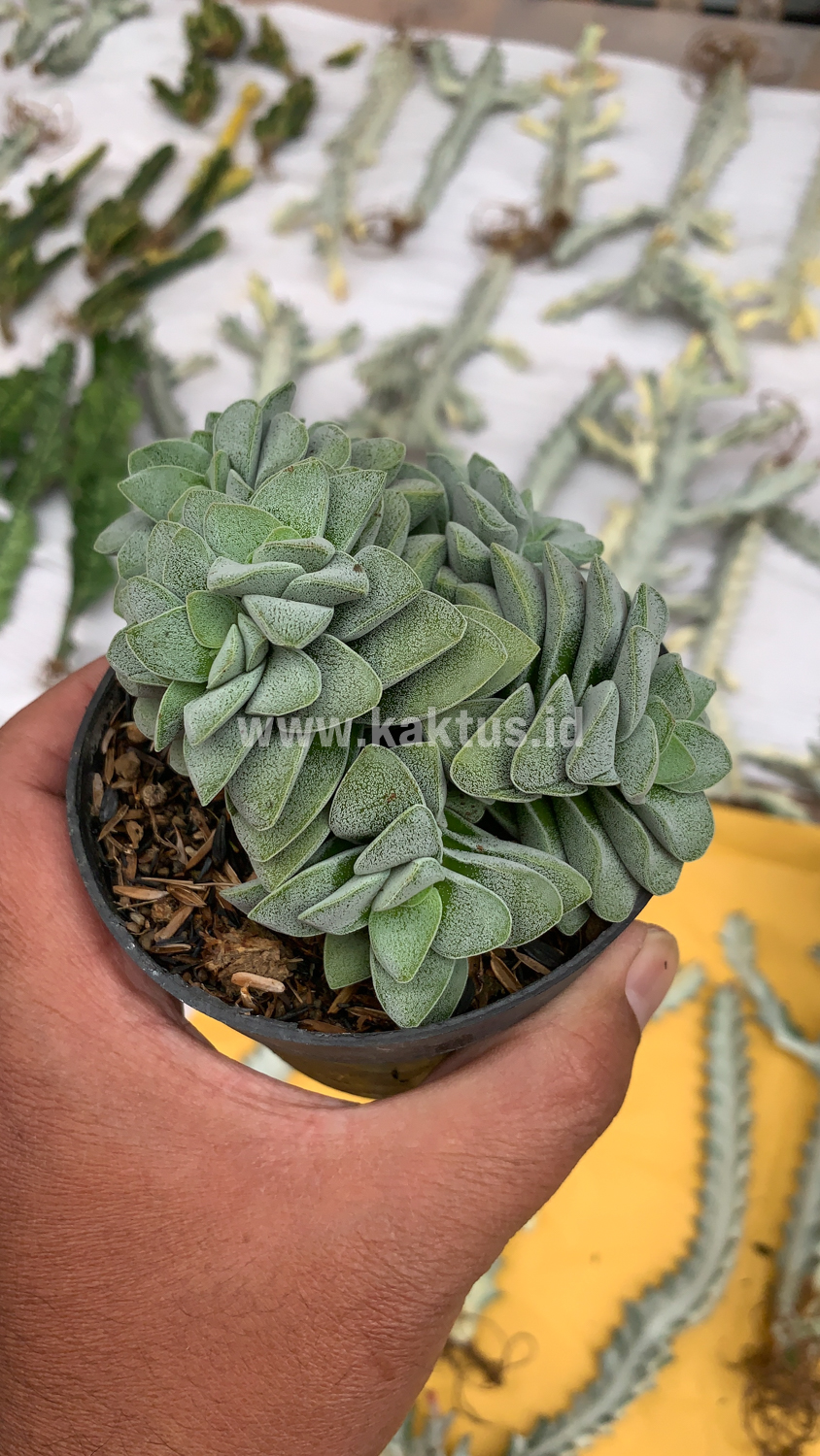 283. Crassula Morgans Beauty Cluster - Image 2