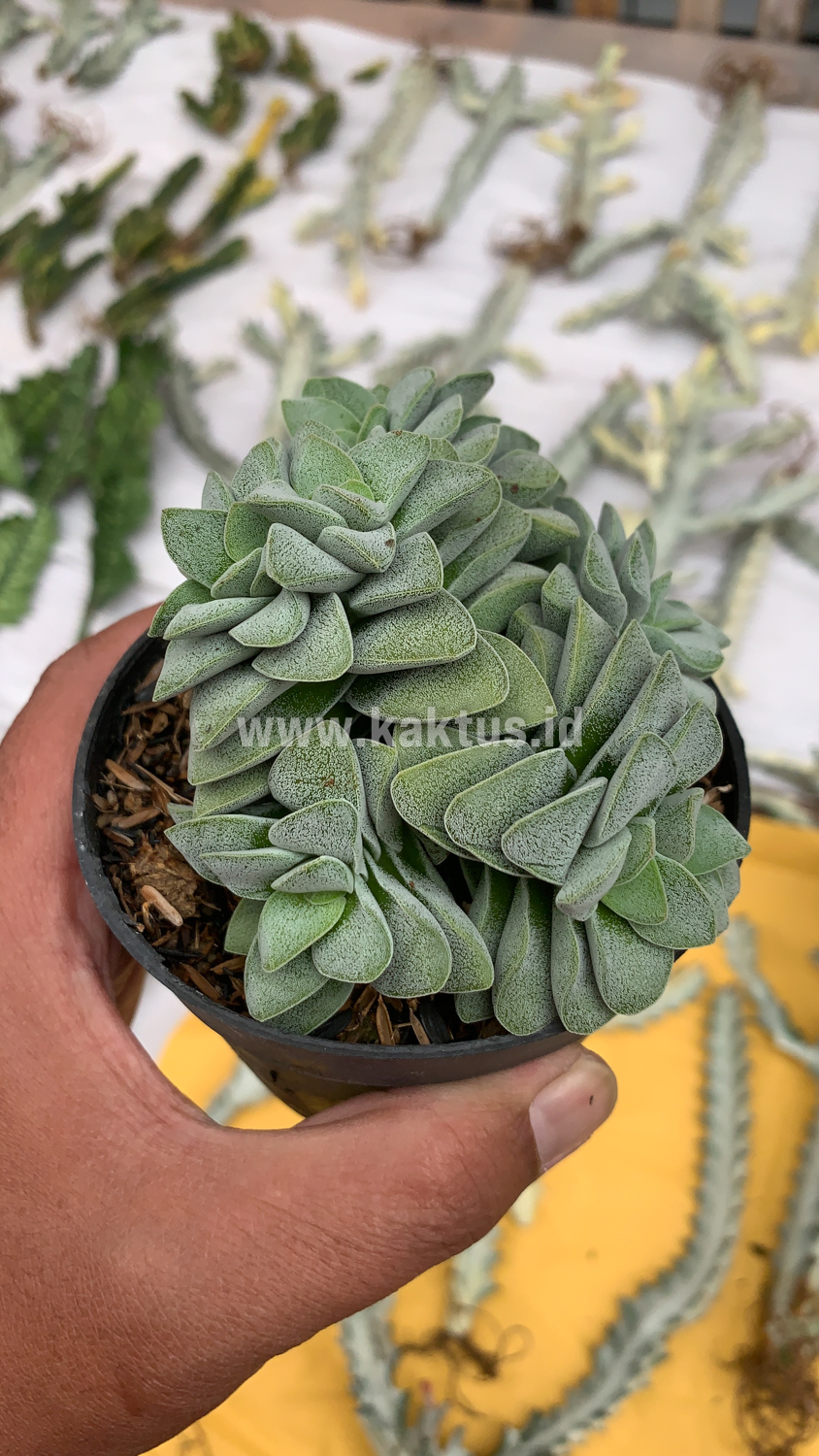 283. Crassula Morgans Beauty Cluster - Image 14