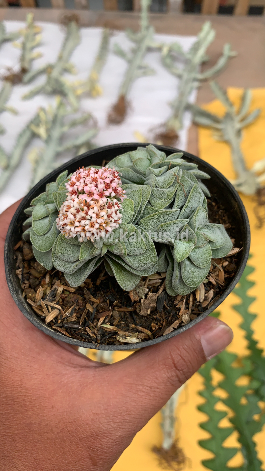 283. Crassula Morgans Beauty Cluster - Image 11