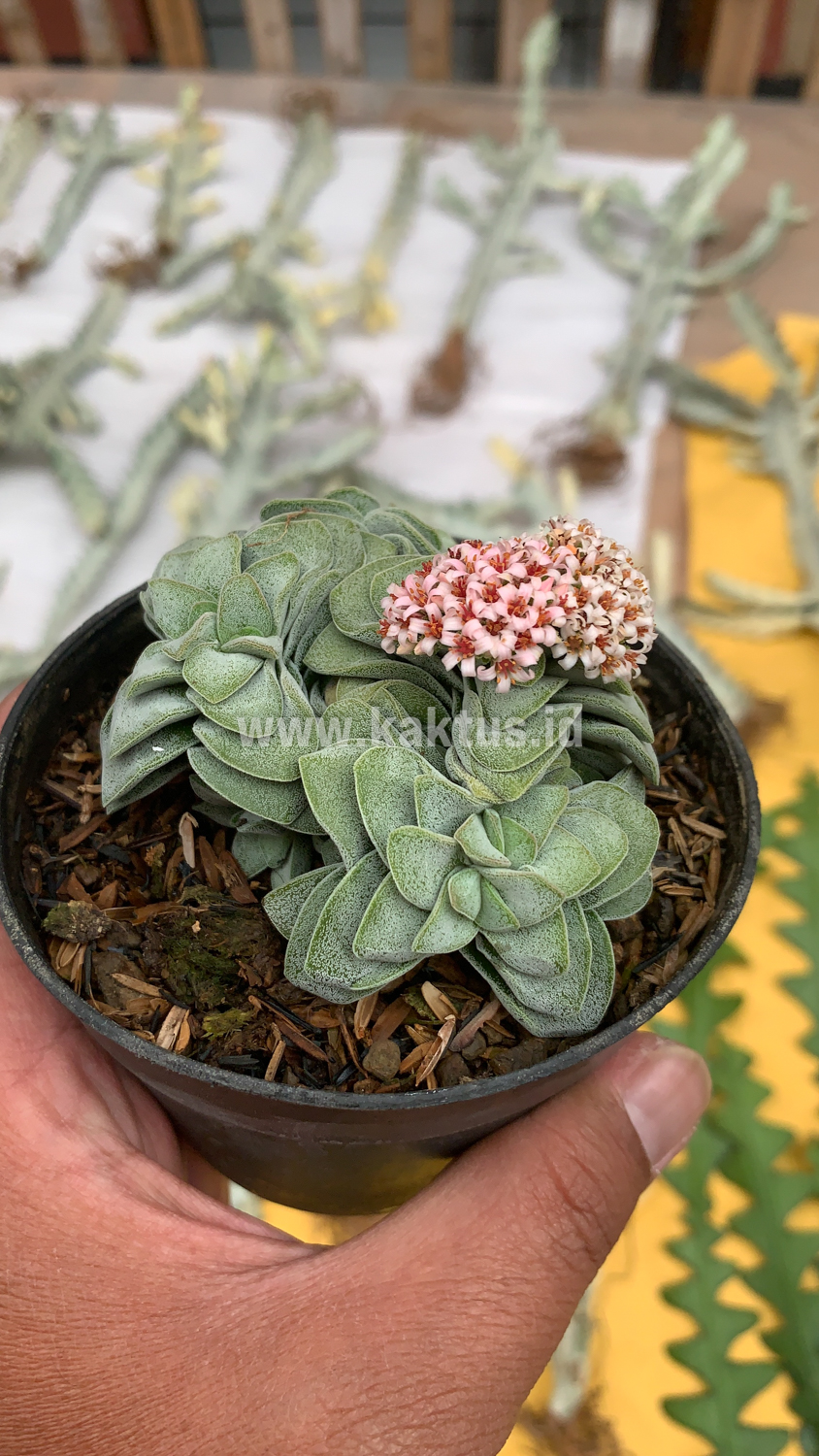 283. Crassula Morgans Beauty Cluster - Image 9