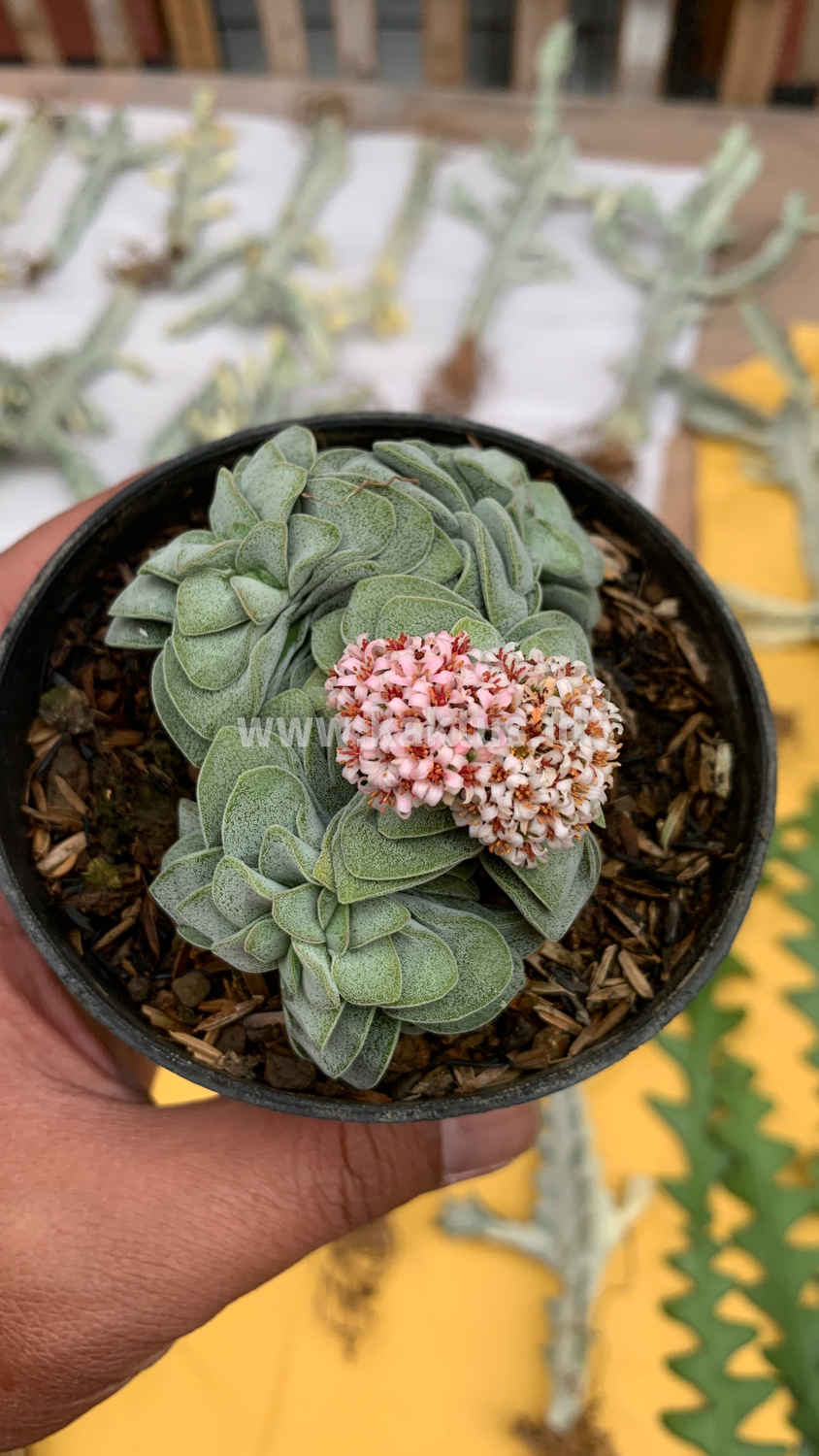 283. Crassula Morgans Beauty Cluster - Image 8