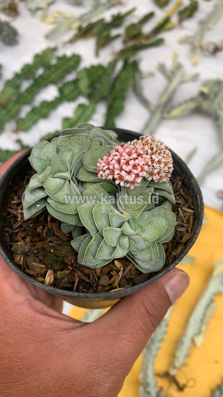 283. Crassula Morgans Beauty Cluster - Image 7