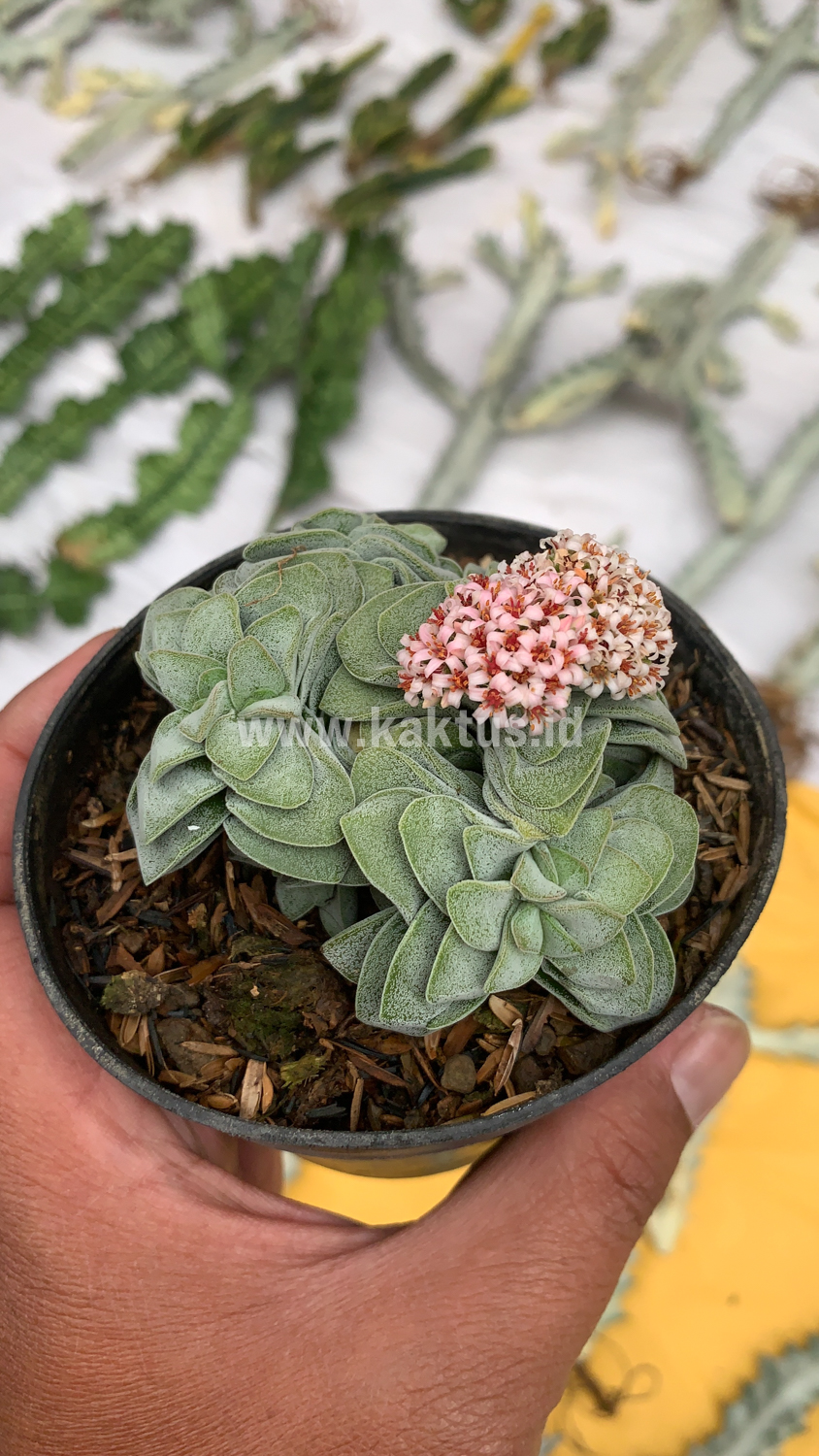283. Crassula Morgans Beauty Cluster - Image 6