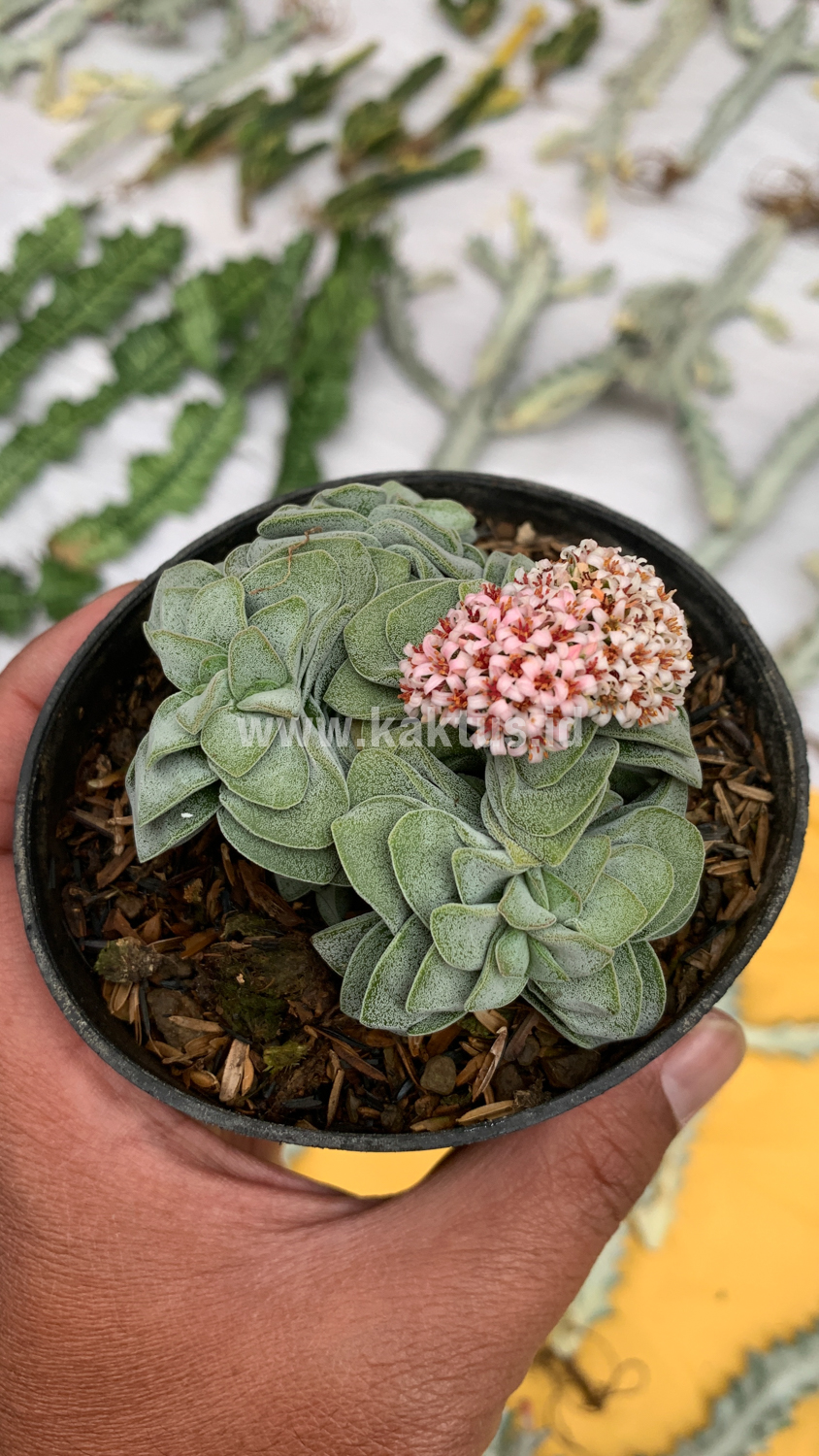 283. Crassula Morgans Beauty Cluster - Image 5
