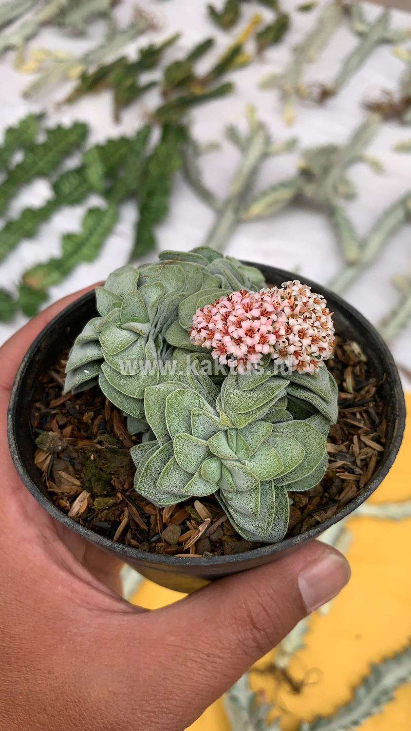 283. Crassula Morgans Beauty Cluster - Image 4
