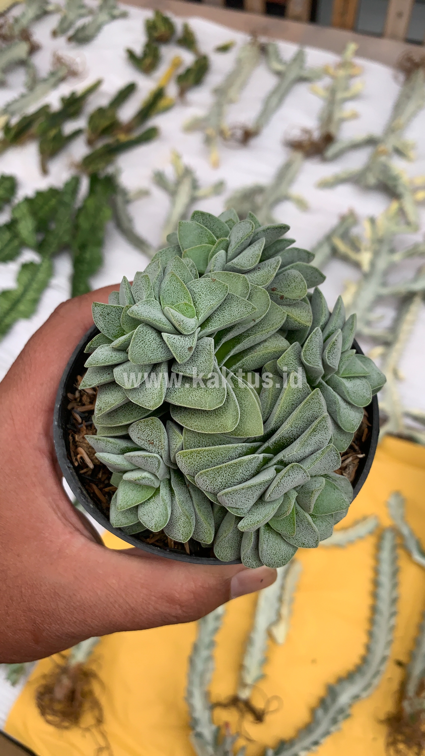 283. Crassula Morgans Beauty Cluster - Image 3