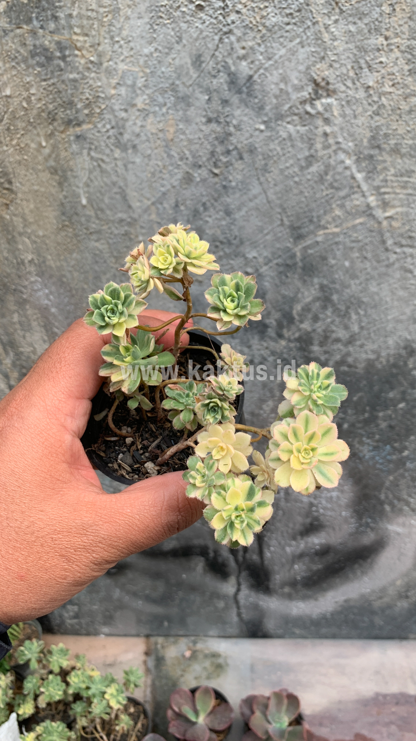 285. Aeonium Castello Paivae - Image 9
