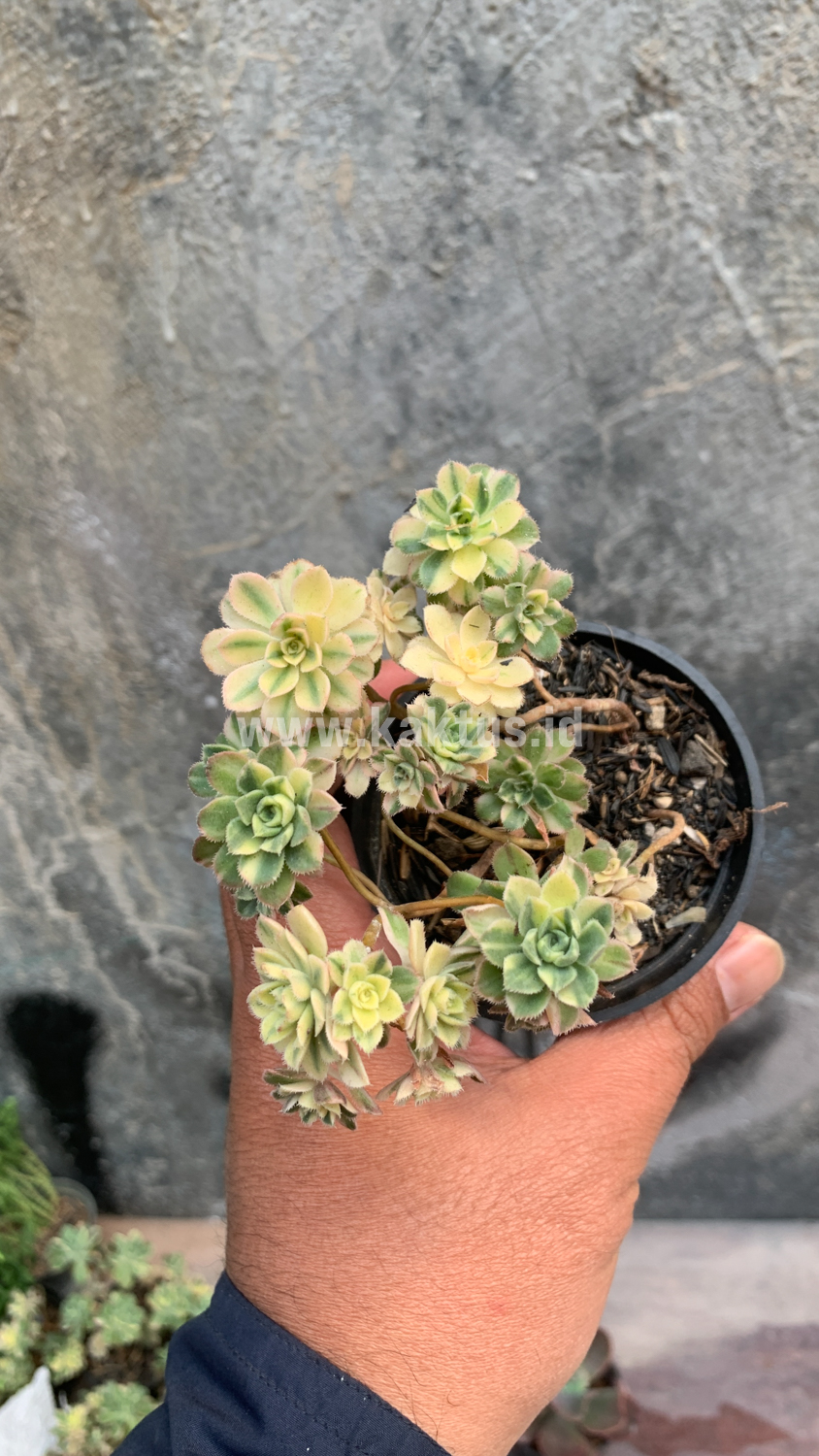 285. Aeonium Castello Paivae - Image 8