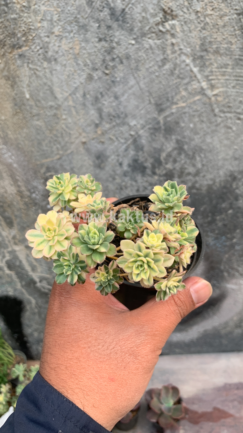 285. Aeonium Castello Paivae - Image 7