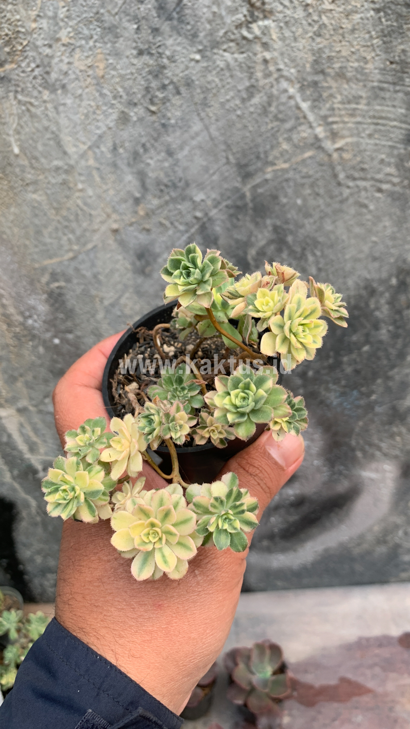 285. Aeonium Castello Paivae - Image 6