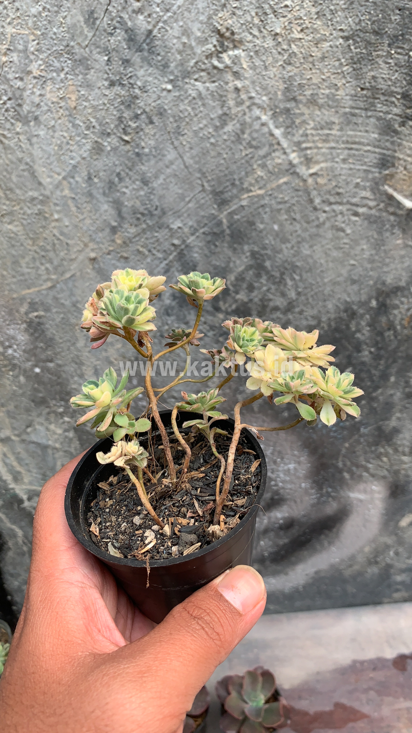 285. Aeonium Castello Paivae - Image 5