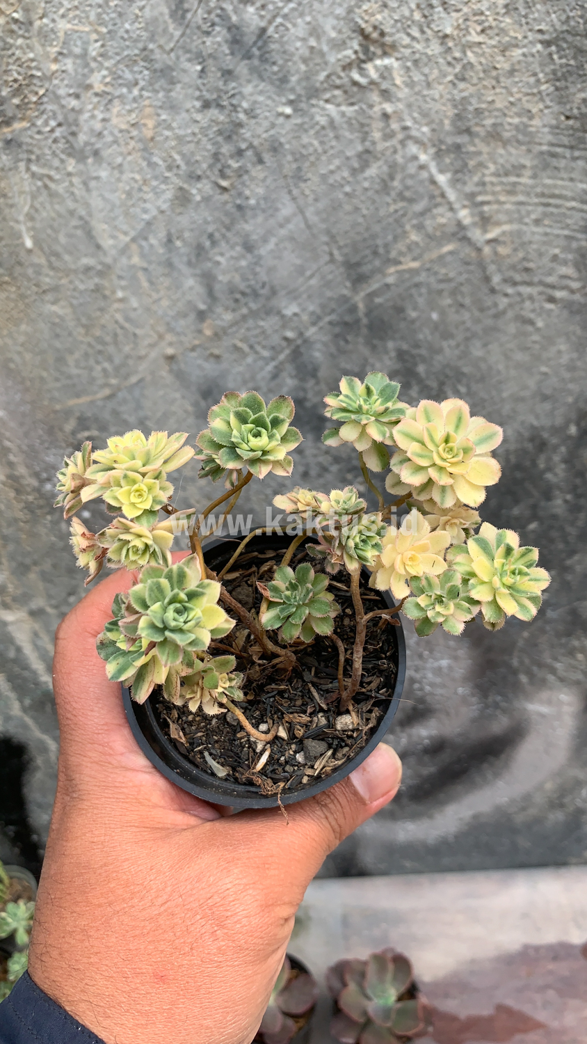 285. Aeonium Castello Paivae - Image 4